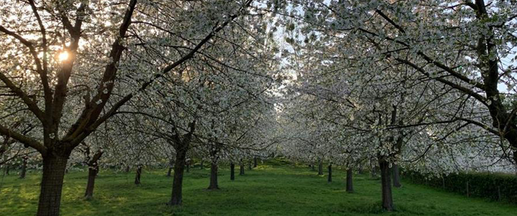 De komende dagen staan de Bilzerse bloesems in volle bloei