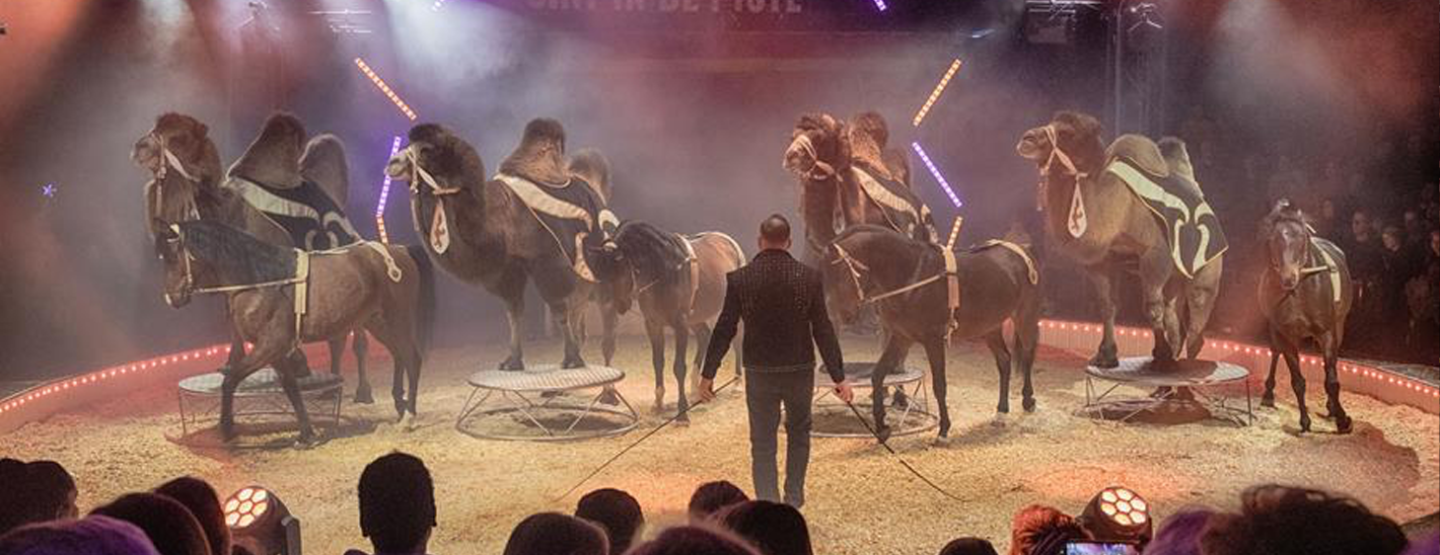 Paarden en kamelen, een vrouw op 9 meter hoogte op een éénwieler en een bijzonder geschenk voor Sinterklaas kleuren 30ste Sint in de Piste Paarden en kamelen, een vrouw op 9 meter hoogte op een éénwieler en een bijzonder geschenk voor Sinterklaas kleuren 30ste Sint in de Piste