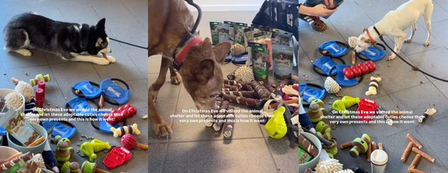 Mechelse asielhonden vrolijk het nieuwe jaar in met Happy Dog