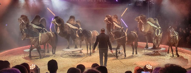 Paarden en kamelen, een vrouw op 9 meter hoogte op een éénwieler en een bijzonder geschenk voor Sinterklaas kleuren 30ste Sint in de Piste