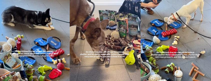 Mechelse asielhonden vrolijk het nieuwe jaar in met Happy Dog